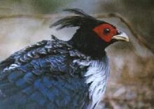 鳳冠火背鷳 鳳冠火背鷳