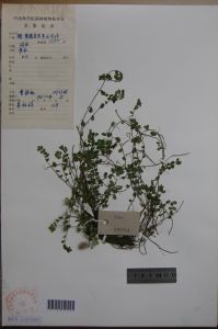 光莖鈍葉樓梯草 光莖鈍葉樓梯草