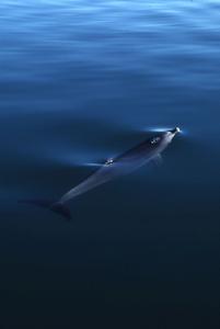 白頭喙頭海豚 白頭喙頭海豚