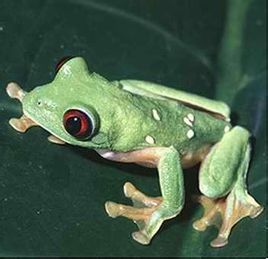 白點樹蛙 白點樹蛙