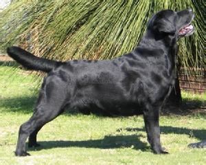 拉布拉多尋回犬