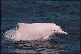 白海豚[海洋生物鯨類品種之一]