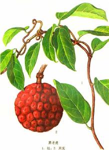 飯糰根[飯糰根]