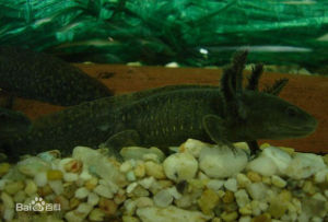 萊爾馬湖鈍口螈 萊爾馬湖鈍口螈