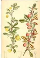 有棱小檗 有棱小檗