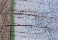 魯林1號楊 魯林1號楊