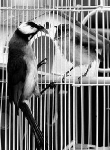 籠中的小鳥[漫畫]