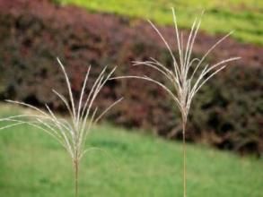 條穗薹草 條穗薹草