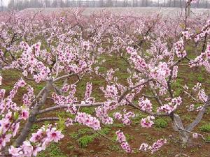 光核桃[薔薇科桃屬植物]