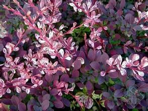 延安小檗 延安小檗