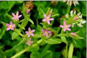 百金花(變種) 百金花(變種)