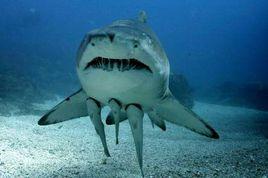 兇猛砂錐齒鯊 兇猛砂錐齒鯊