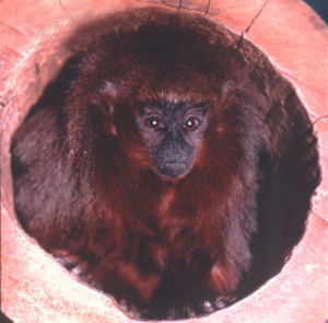 玻利維亞伶猴