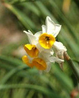 中國水仙 中國水仙