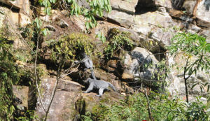 黑脊葉猴 黑脊葉猴