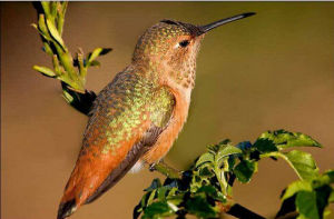 聖馬刀翅蜂鳥 聖馬刀翅蜂鳥