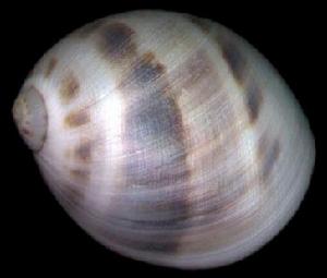 黑唇玉螺 黑唇玉螺