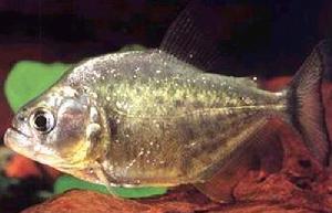 黃色食人鯧 黃色食人鯧