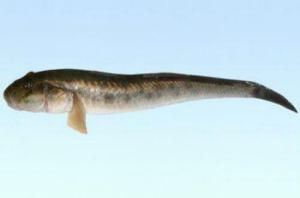 半鱗鰕虎魚 半鱗鰕虎魚