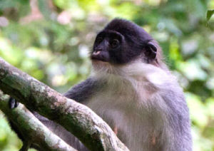 印尼葉猴
