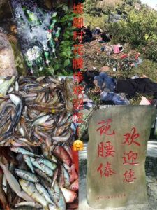 雲南省景洪市普文鎮坡腳村 雲南省景洪市普文鎮坡腳村