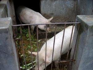 瓜子村-生豬養殖