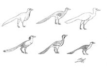 蒙古地區的各種傷齒龍科與馳龍科