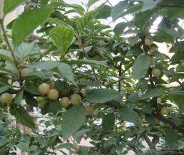 白玉櫻桃 白玉櫻桃