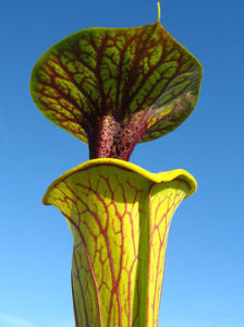 華麗黃瓶子草 華麗黃瓶子草