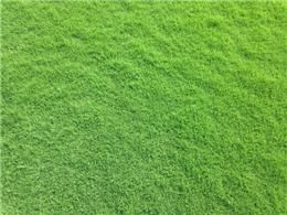 北疆剪股穎 北疆剪股穎