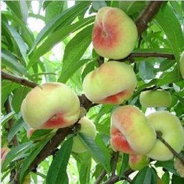 早露蟠桃 早露蟠桃