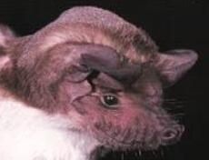 大犬吻蝠 大犬吻蝠