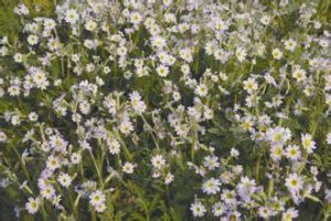 二回羽葉系 二回羽葉系