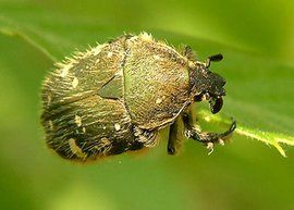 小青花金龜 小青花金龜