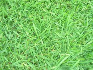 聖奧古斯汀草 聖奧古斯汀草