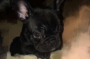 法國鬥牛犬 法國鬥牛犬