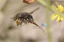 黑顎條蜂 黑顎條蜂