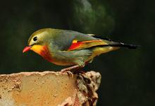 相思鳥[相思鳥屬鳥類的統稱]