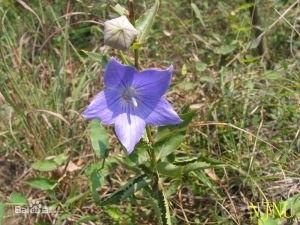 半邊蓮亞科 半邊蓮亞科