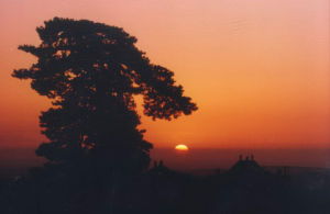 鄂爾多斯油松王 鄂爾多斯油松王