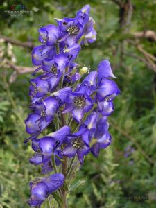 展毛黃芩 展毛黃芩