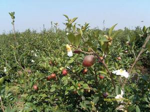 油茶[山茶科植物]