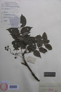 江西野漆 江西野漆