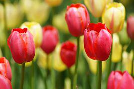 鬱金香[百合科鬱金香植物]