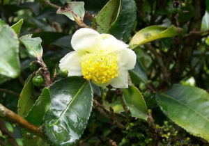 五柱滇山茶 五柱滇山茶