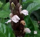 黑葉小駁骨 黑葉小駁骨