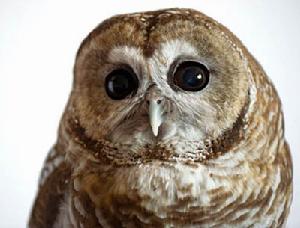 墨西哥斑點貓頭鷹