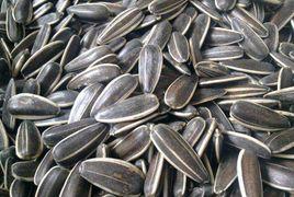 無公害食品:瓜子 無公害食品:瓜子