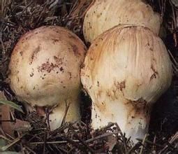 松茸提取液 松茸提取液