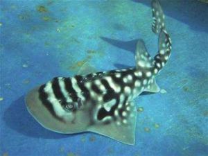 圓犁頭鰩 圓犁頭鰩